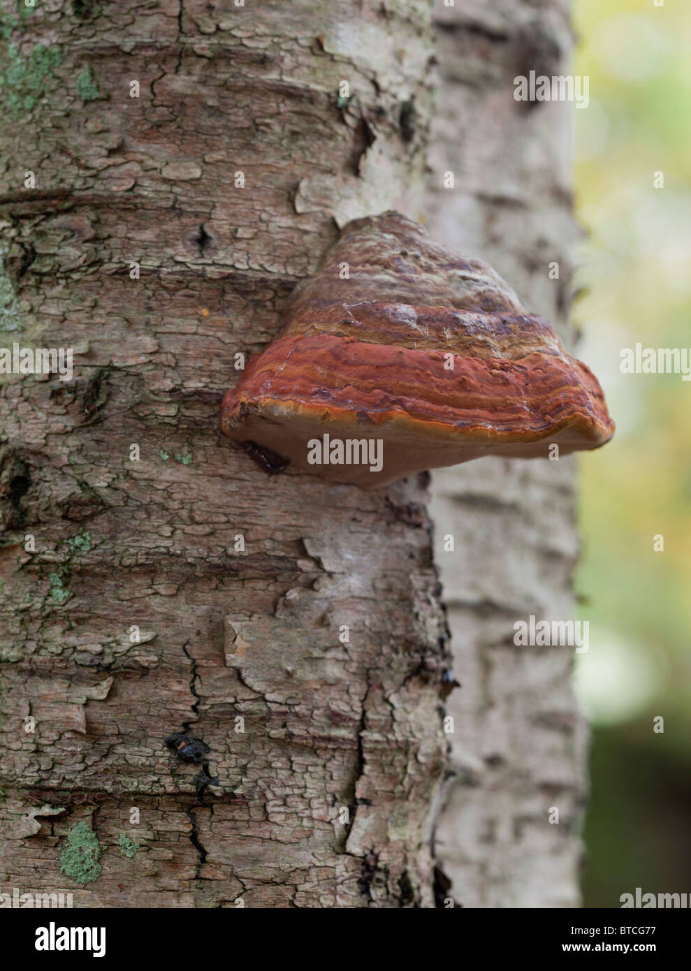 Des Pferdes HUF Halterung Pilz auf Birke Stockfoto
