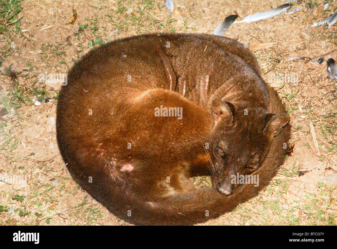 Madagaskar, Captive Fossa (Cryptoprocta Ferox) Stockfoto