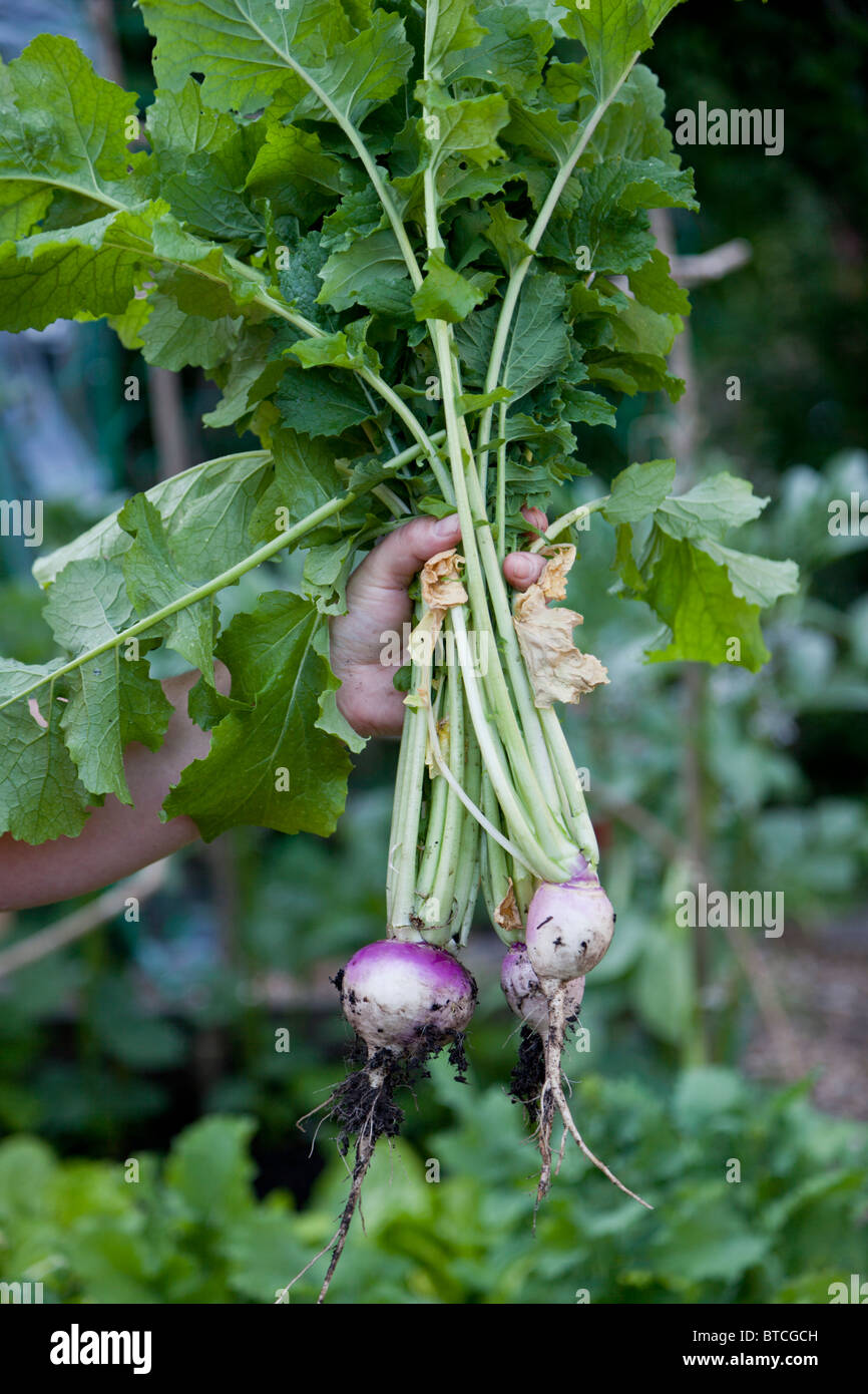 Nach Hause angebauten Rüben (Brassica Rapa var. Rapa) aus einer städtischen Gemüsegarten Stockfoto