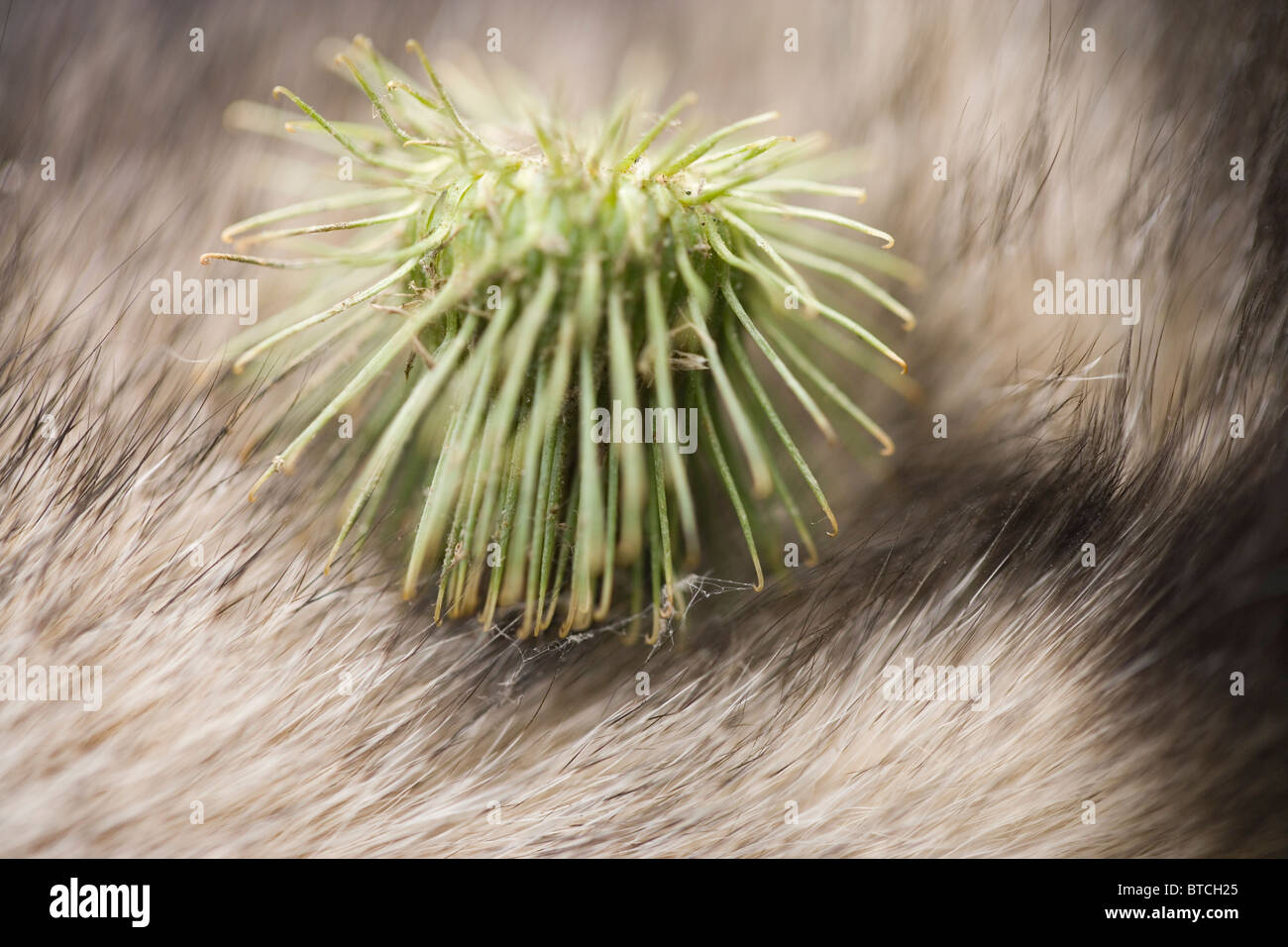 Klette (Arctium minus). Saatgut-Kopf angebracht, um das Fell eines Hundes. Stockfoto