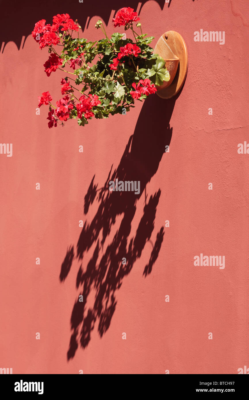 Ein an der Wand befestigte Topf Geranien Blumen wirft einen Schatten auf die Wand. Stockfoto