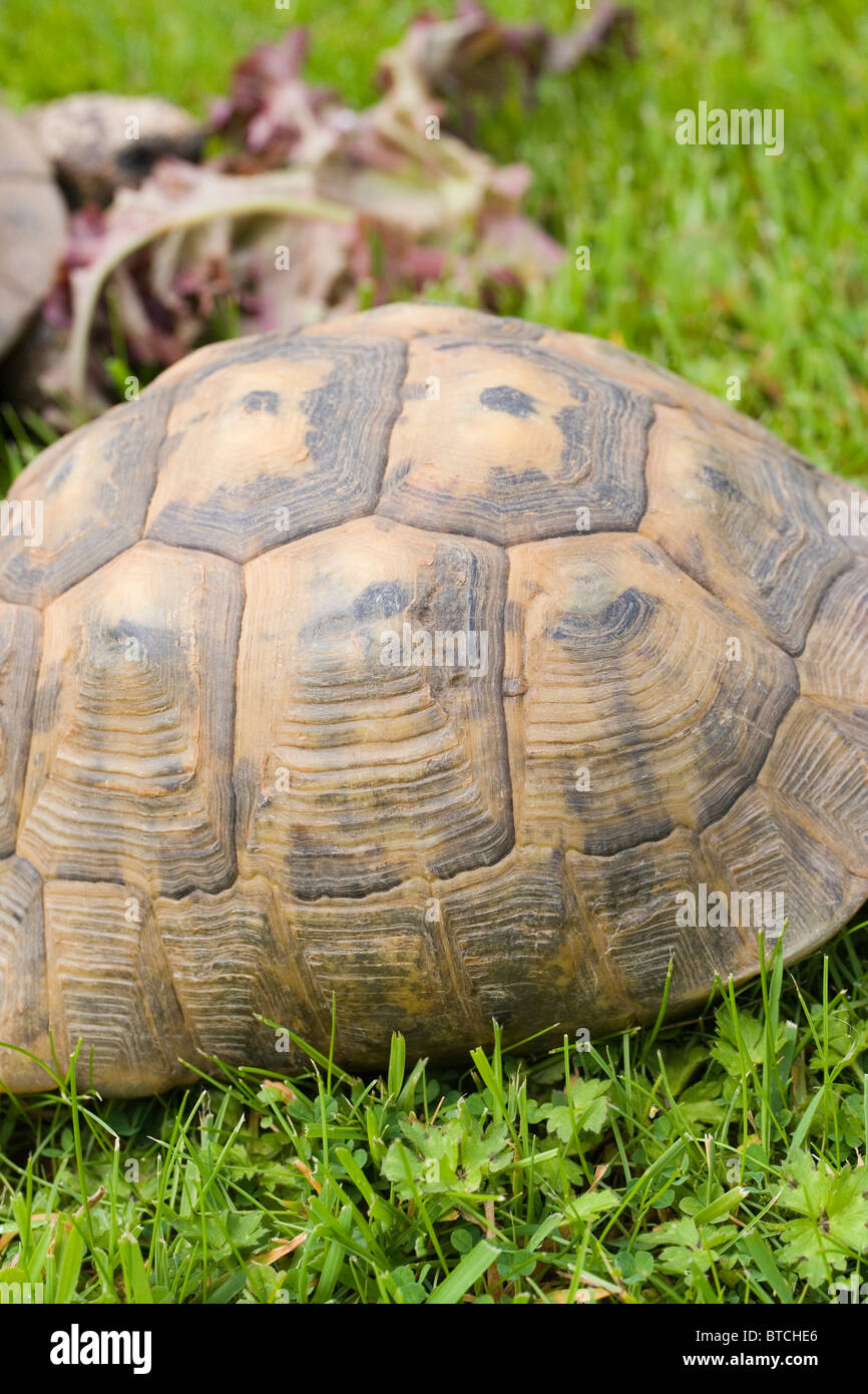 Mediterrane Sporn-thighed Tortoise (Testudo Graeca).  Shell oder Panzer. Stockfoto