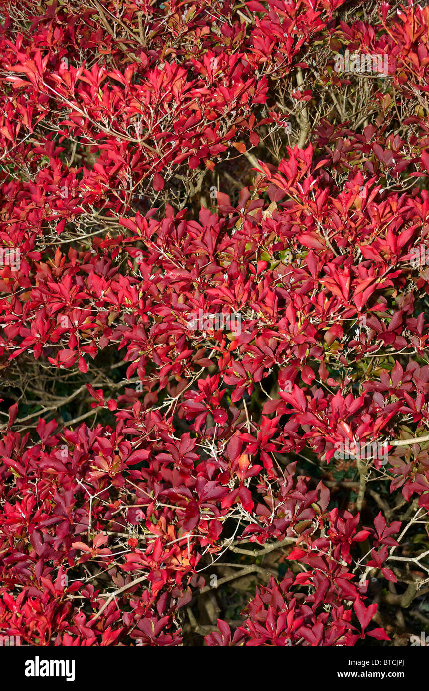 E. Perulatus ist ein mittlerer Größe, spreizen, sommergrünen Strauch. Im Frühling trägt es Cluster von weiß, Anhänger, Urn-geformte Blumen. Stockfoto