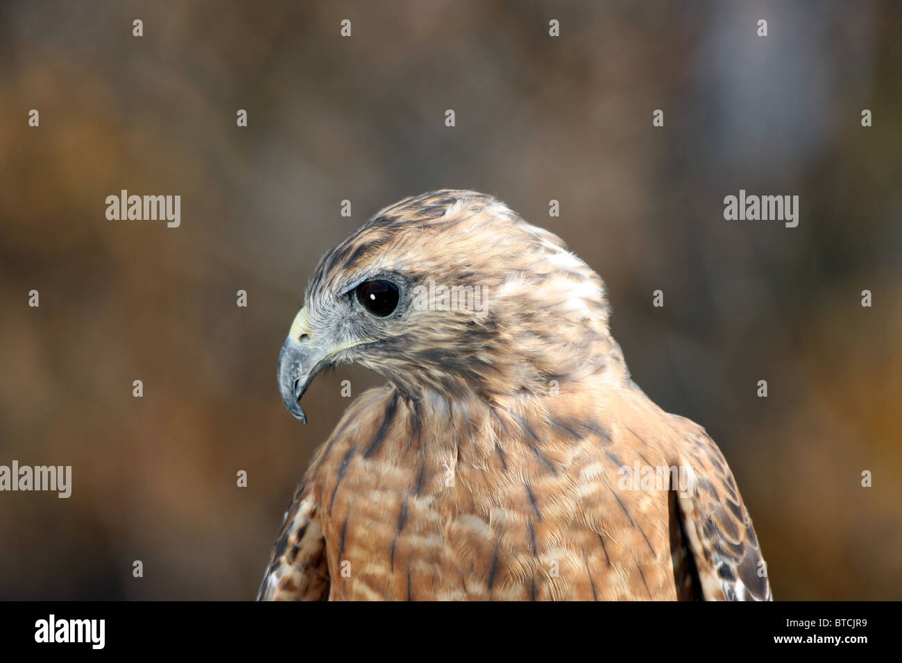 Roten geschultert Hawk Buteo lineatus Stockfoto