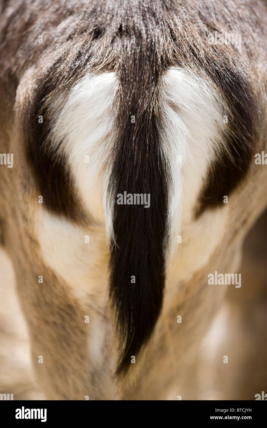 Damhirsch (Dama Dama). Rump, hinten oder Endstückende der Weibchen. Unverwechselbares Muster für die Identifizierung der Arten. Stockfoto