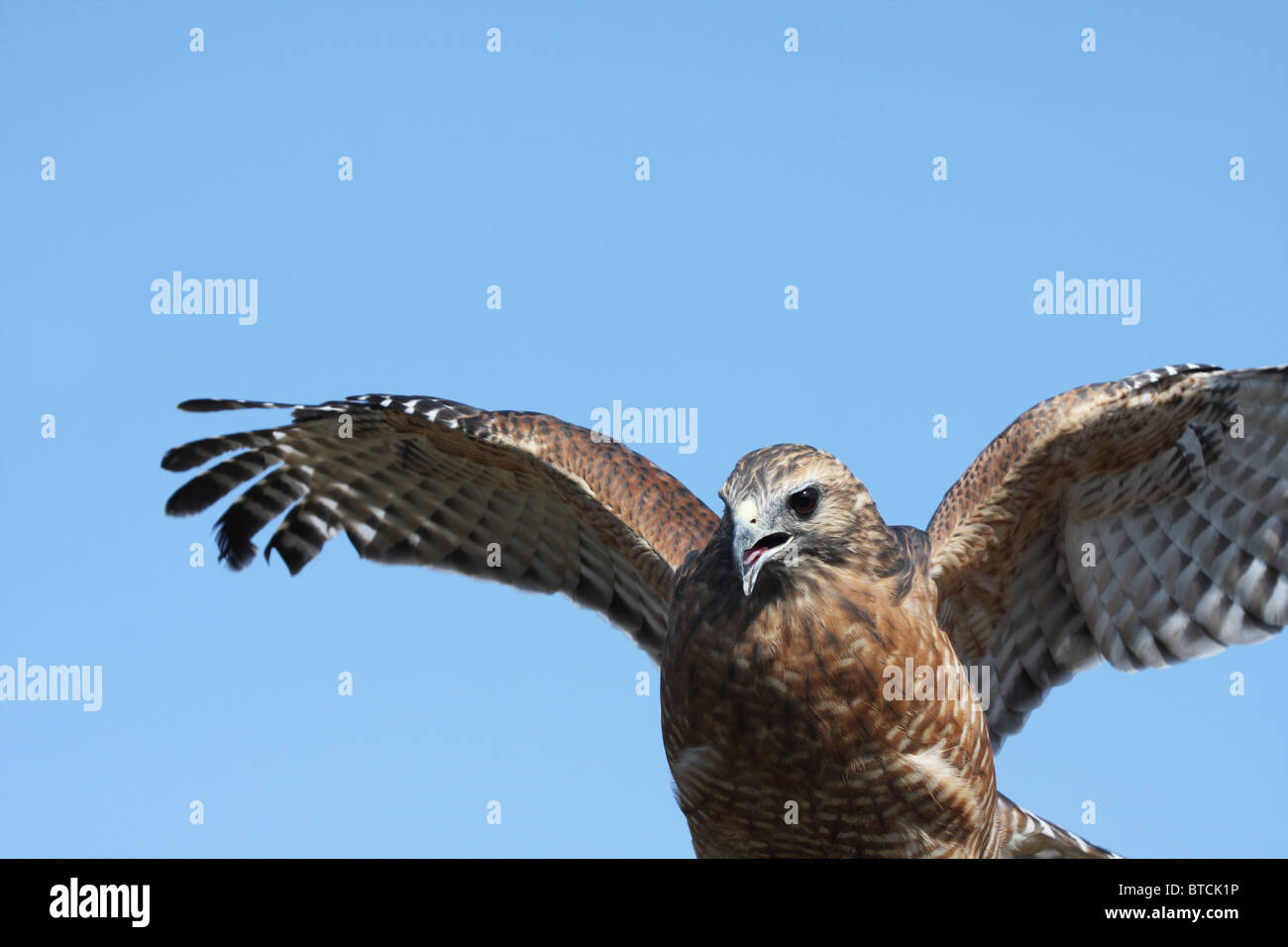 Roten geschultert Hawk Buteo lineatus Stockfoto