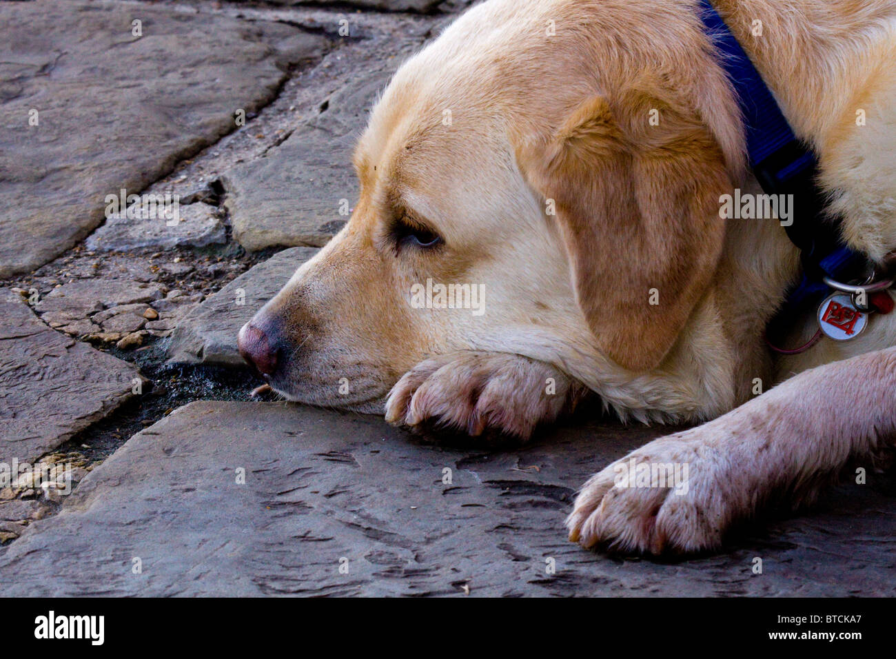 Alte Hund Stockfoto