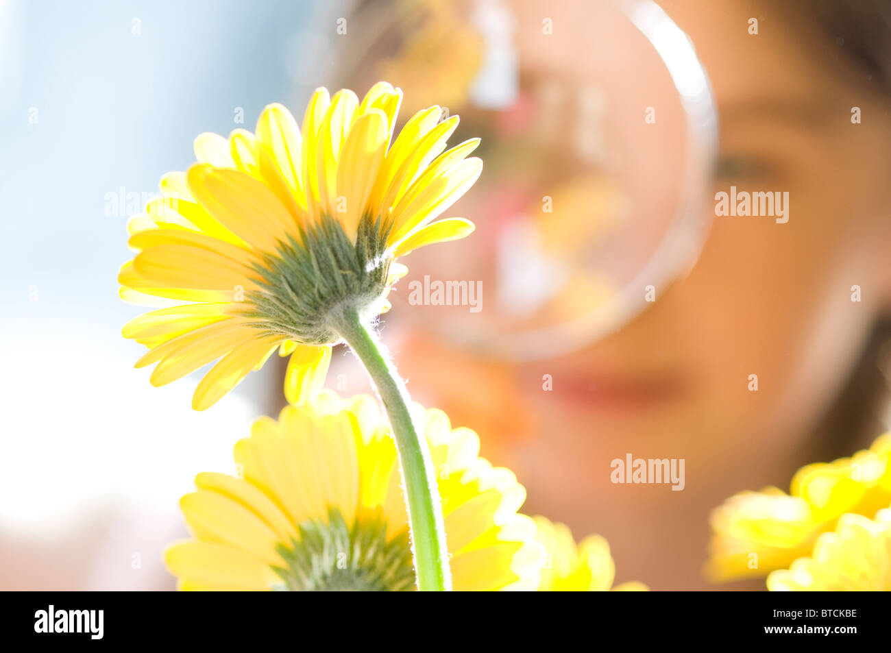 Junge, weibliche Blüte durch Lupe betrachten Stockfoto