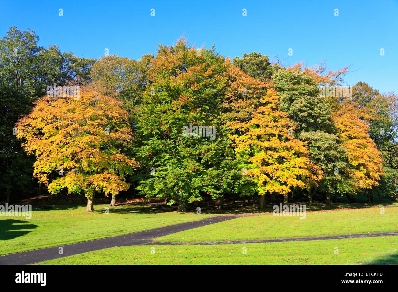 Herbstliche Bäume Thompson Park, Burnley, Lancashire, England, UK. Stockfoto