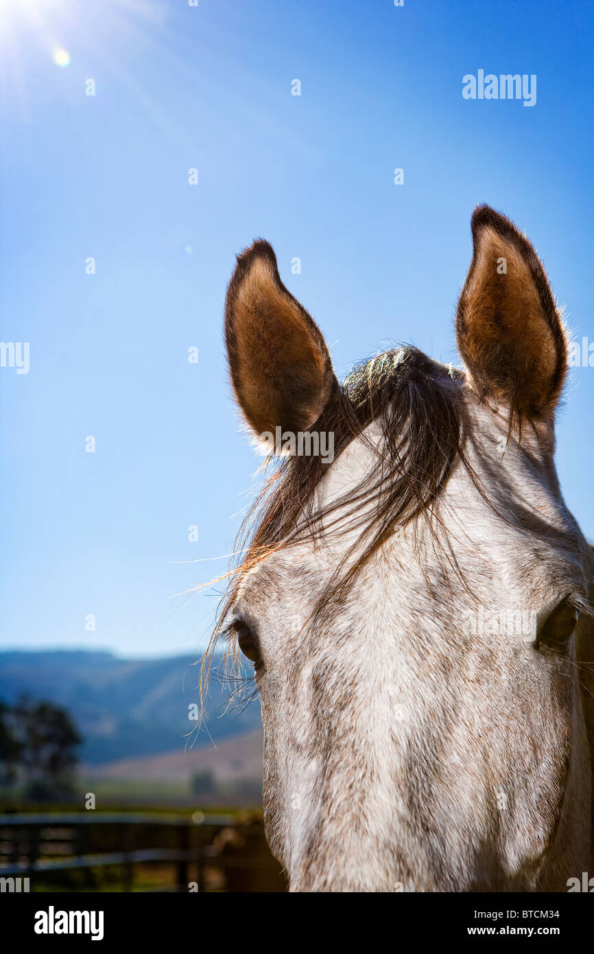 Ein graues Pferd konzentriert sich auf seine Ohren Stockfoto