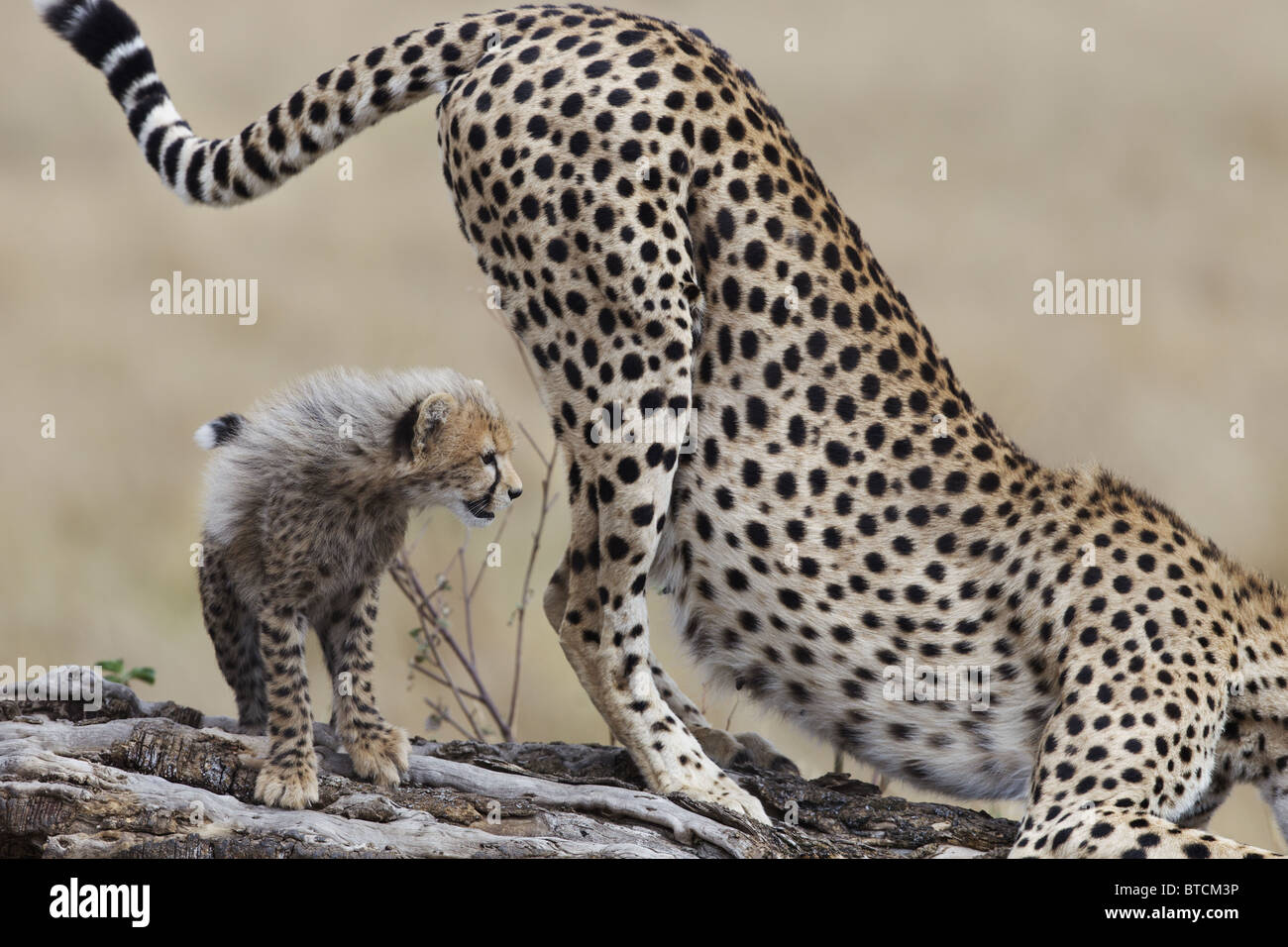 Geparden-Weibchen (Acinonyx Jubatus) mit Cub Duft markieren. Stockfoto