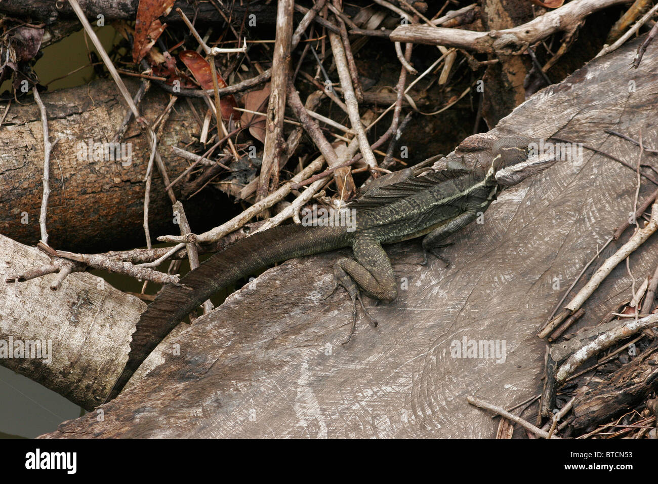Brauner Basilisk Eidechse, gemeinsame Basilisk Eidechse auf Log, Costa Rica Stockfoto