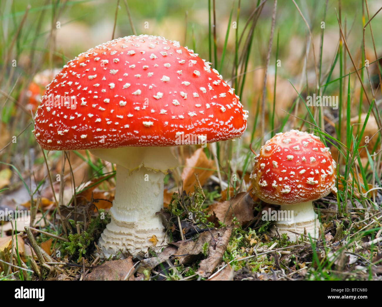 Fliegenpilz, Amanita Muscaria. Giftige Pilze. UK Stockfoto