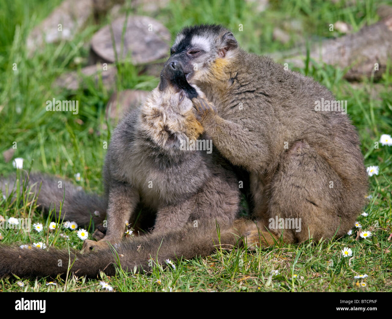 Rot Lemuren (Eulemur Rufus) Pflege Stockfoto