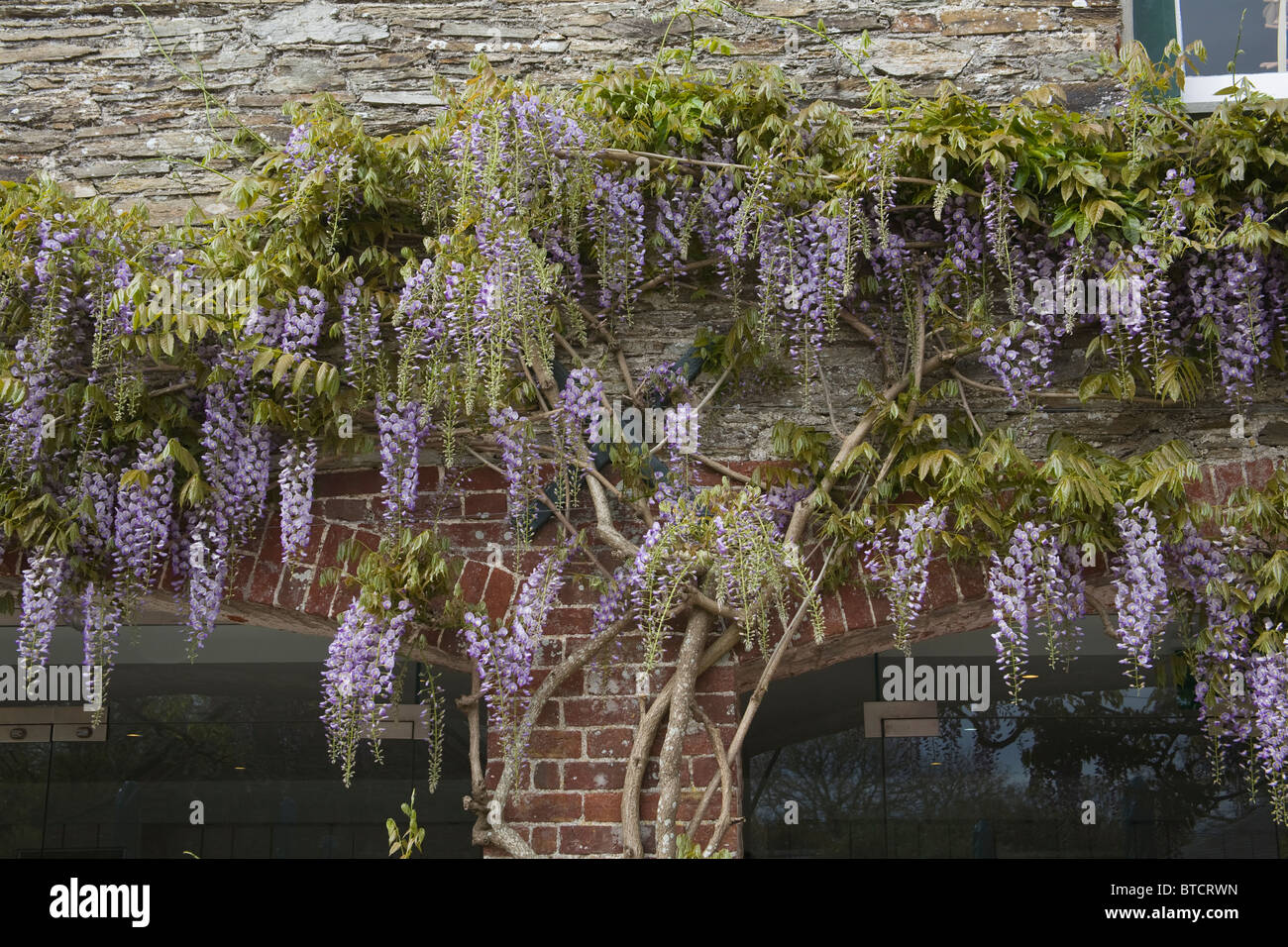 Chinesischer Blauregen Wisteria Sinensis Blåregn Klettern Rebe Strauch Trelissick Frühlingsgarten Vereinigtes Königreich Stockfoto