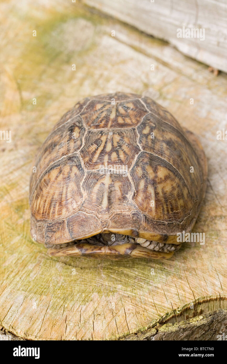 Nordamerika oder Carolina-Kasten-Schildkröte (Terrapene Carolina). Kopf und Gliedmaßen zurückgezogen in Schale. Stockfoto