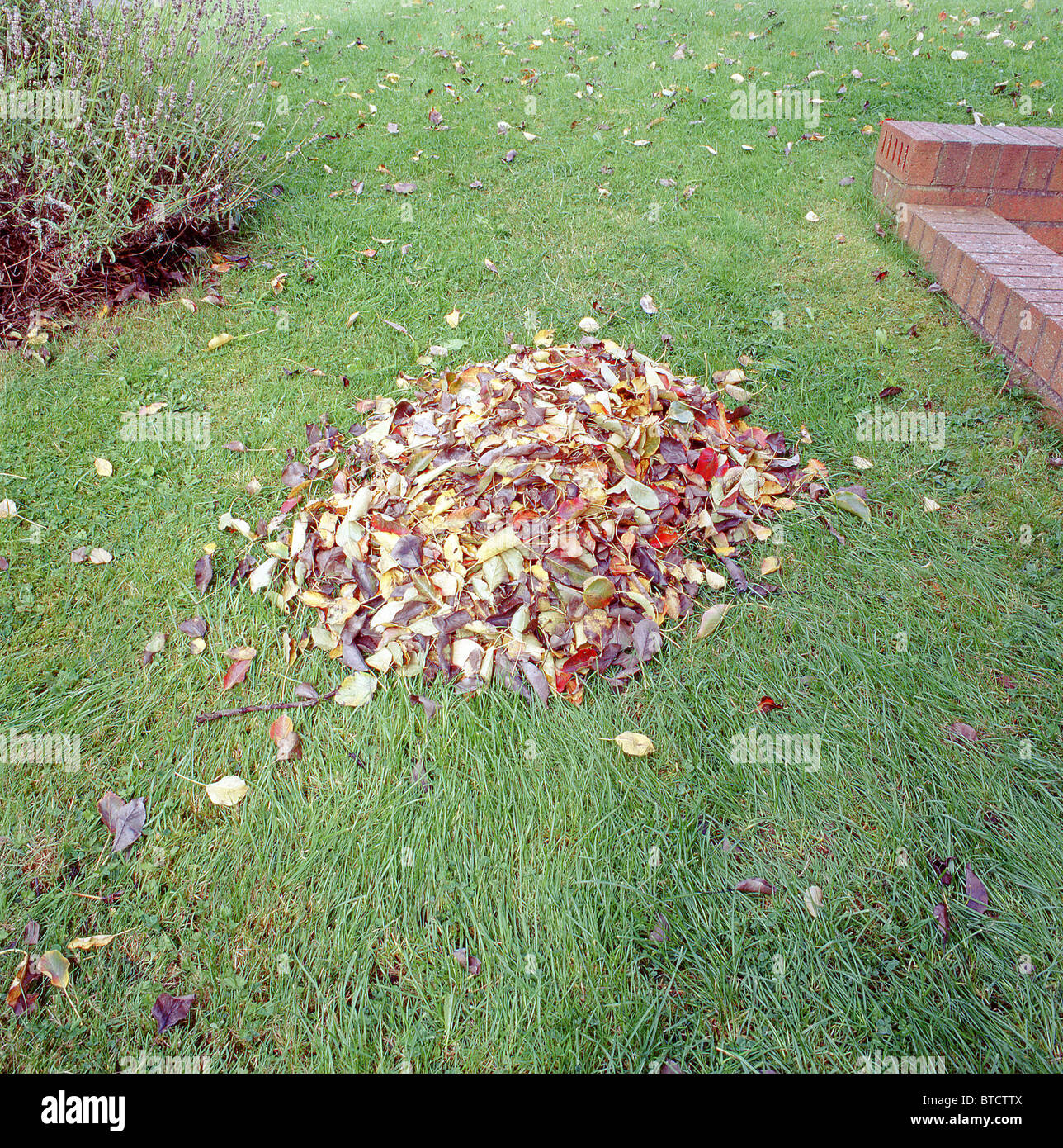 Haufen von Blättern auf dem heimischen Rasen Stockfoto