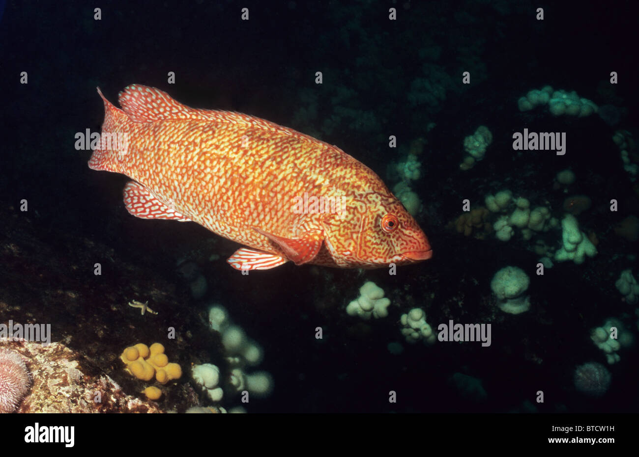 Ballan Wrasse. Großbritanniens größter Lippfisch. Kommt ein viele Farbvariationen. Unter Wasser fotografiert vor St. Abbs Schottlands Stockfoto