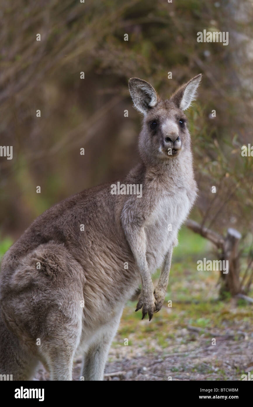 weibliche östliche graue Känguru (Macropus Giganteus) Stockfoto