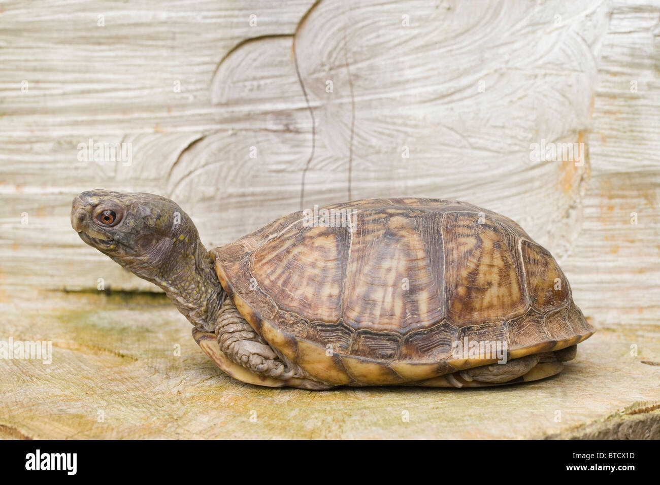 Nordamerika oder Carolina-Kasten-Schildkröte (Terrapene Carolina). Stockfoto