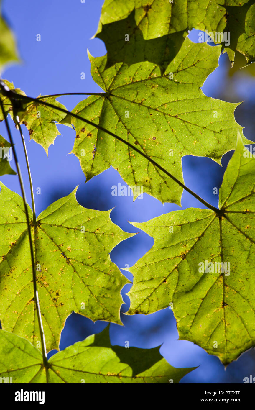 Detailansicht der sonnenbeschienenen Ahorn Blätter mit dem blauen Himmel in den blauen Himmel in einem Friedhof, Schwabing, München, Deutschland Stockfoto