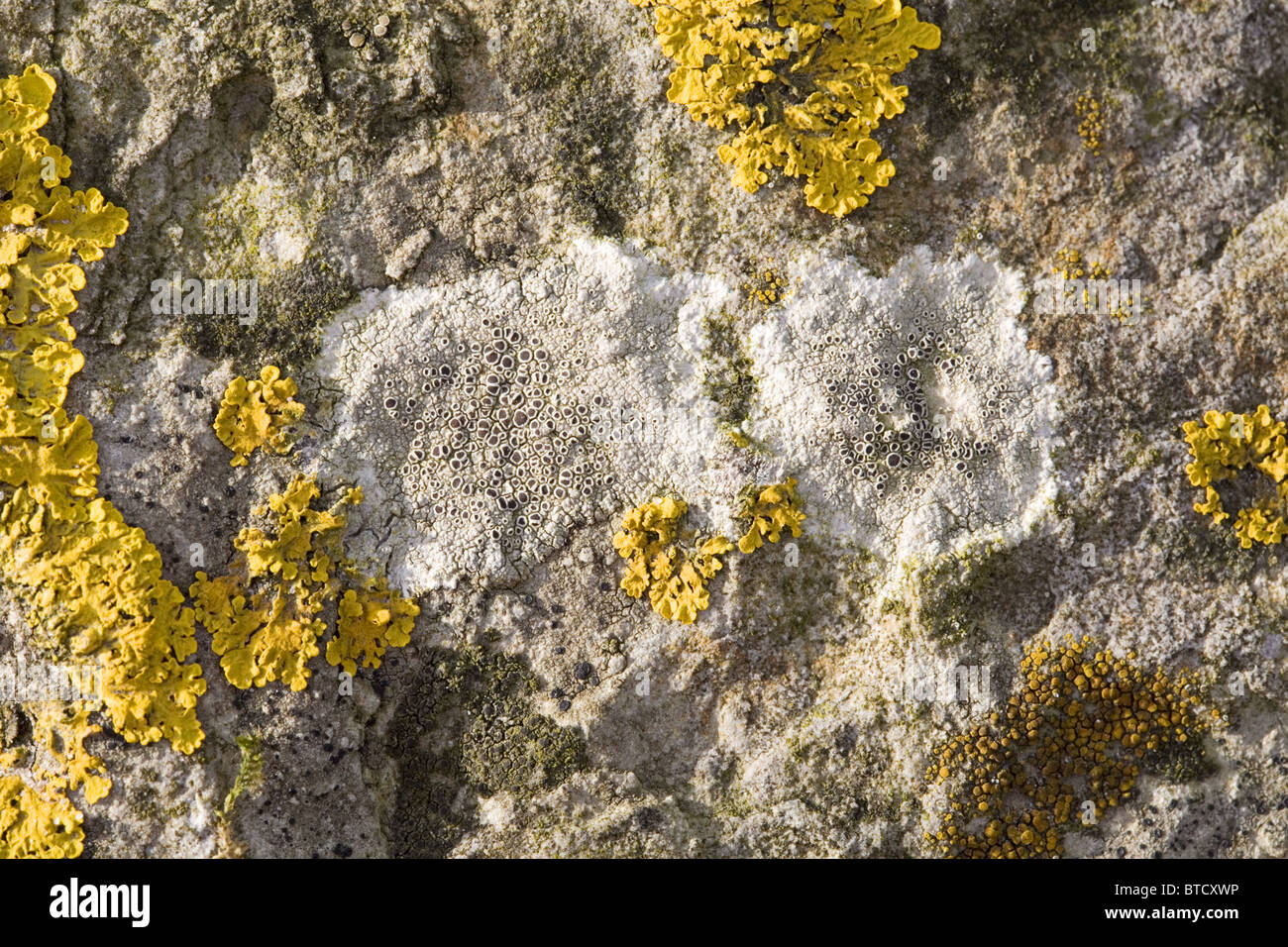 Granitfelsen mit Nahaufnahme von u.a. die Flechten Lecanora Chlarotera (weiß), Streefkerk, Süd-Holland, Niederlande Stockfoto