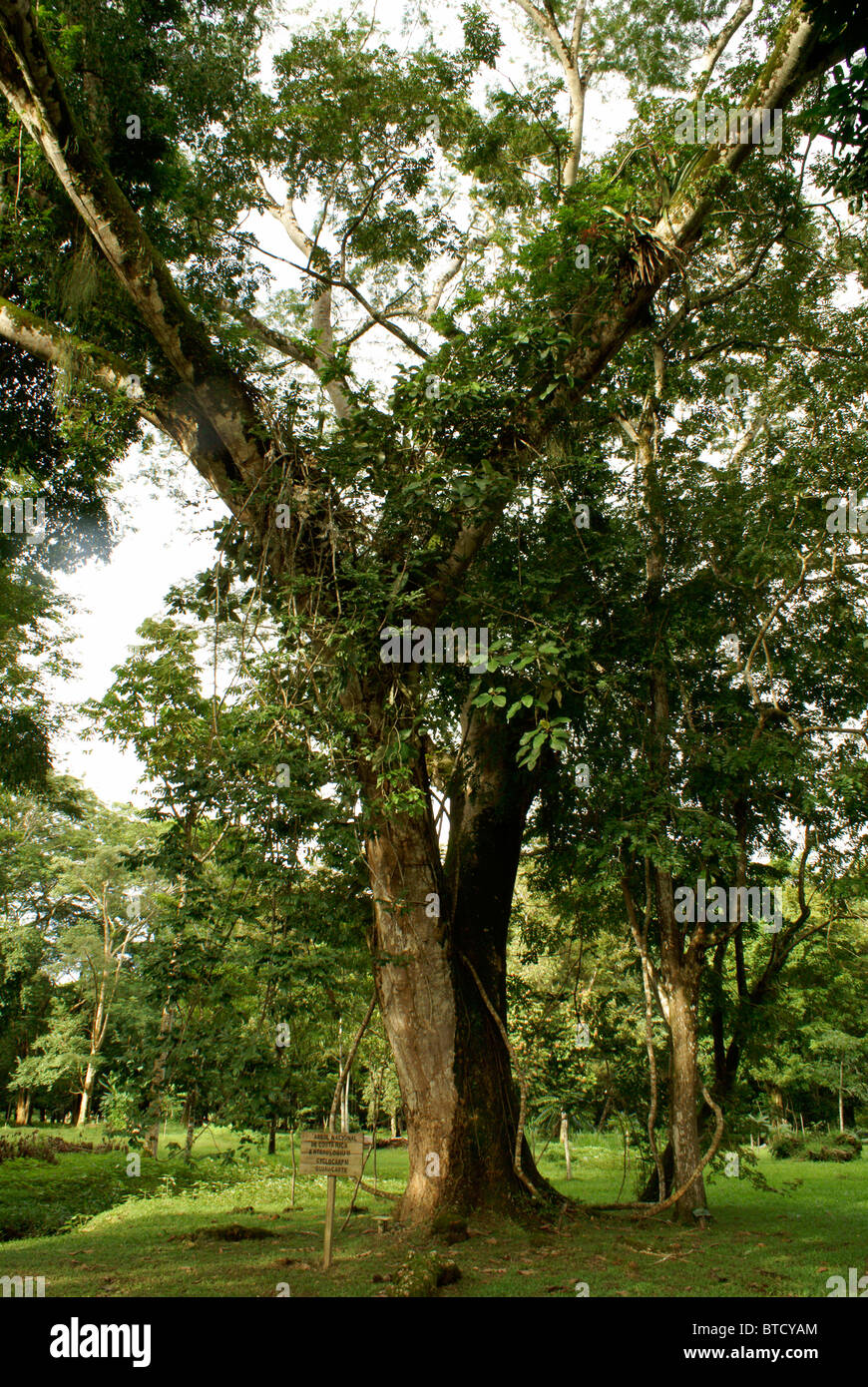 Guanacaste-Baum, der Nationalbaum von Costa Rica, im Lancetilla Botanical Garden, Honduras Stockfoto