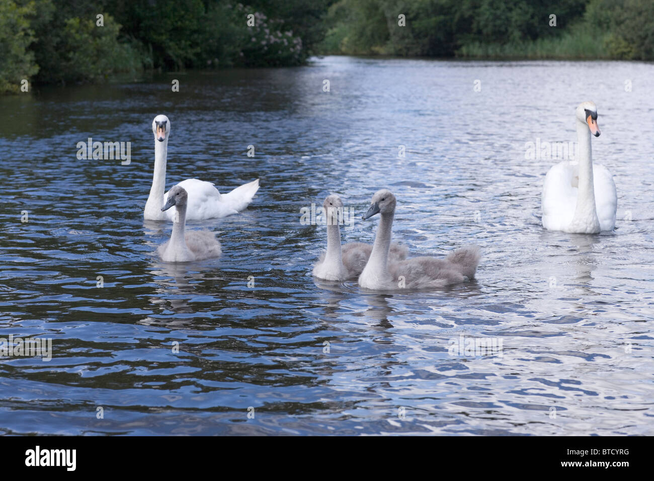 Höckerschwan (Cygnus Olor). Familie Cygnets geschätzt fünf Wochen alt. Fluss-Ant, Norfolk Broads. East Anglia, Großbritannien Stockfoto