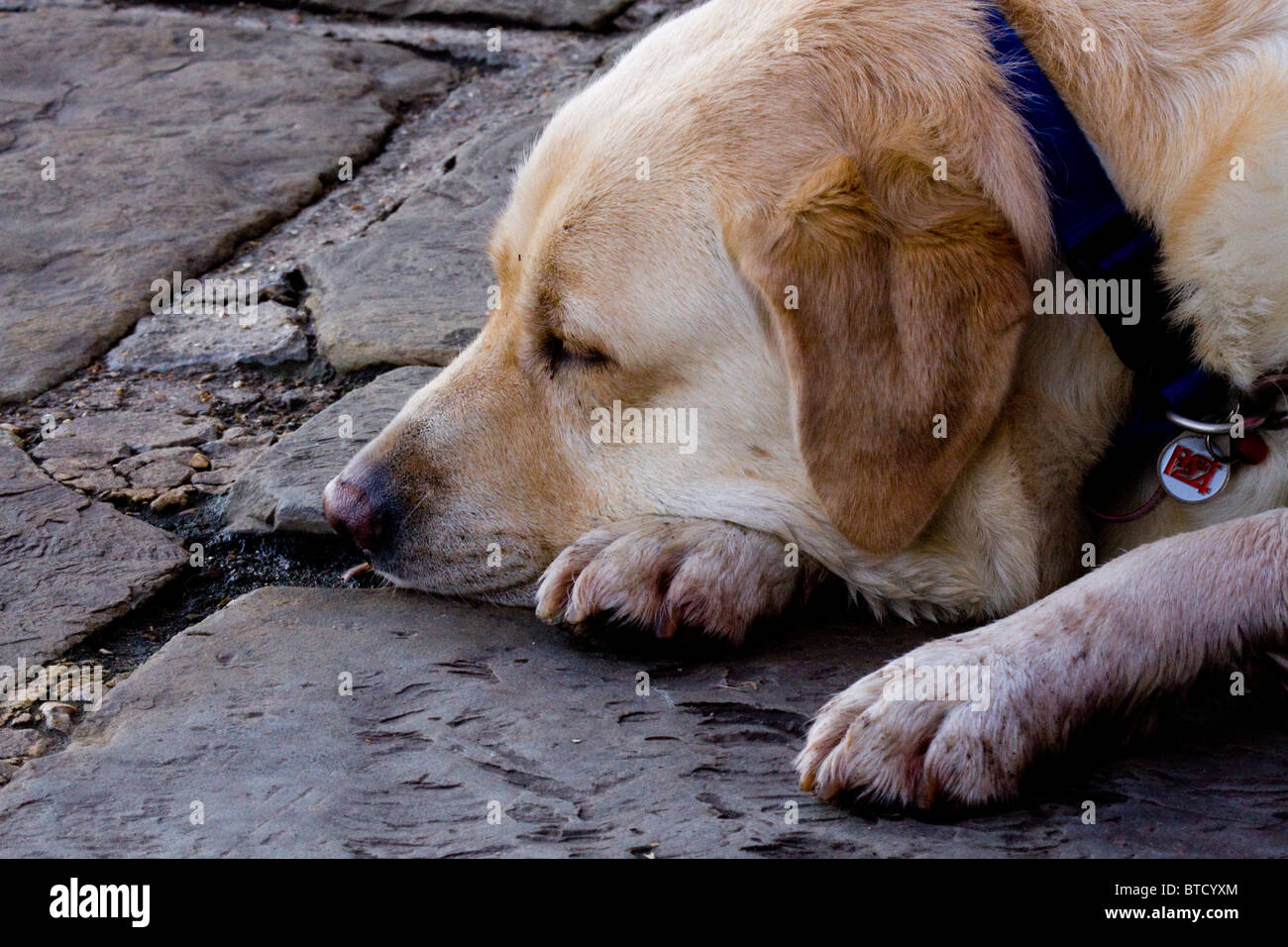 Alte Hund Stockfoto