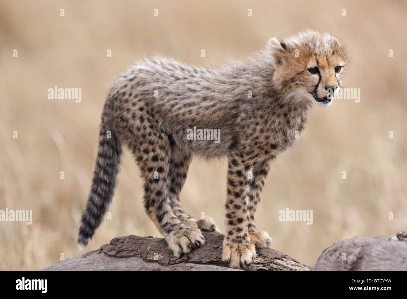 Gepard (Acinonyx Jubatus) Cub. Masai Mara National Reserve. Kenia Stockfoto
