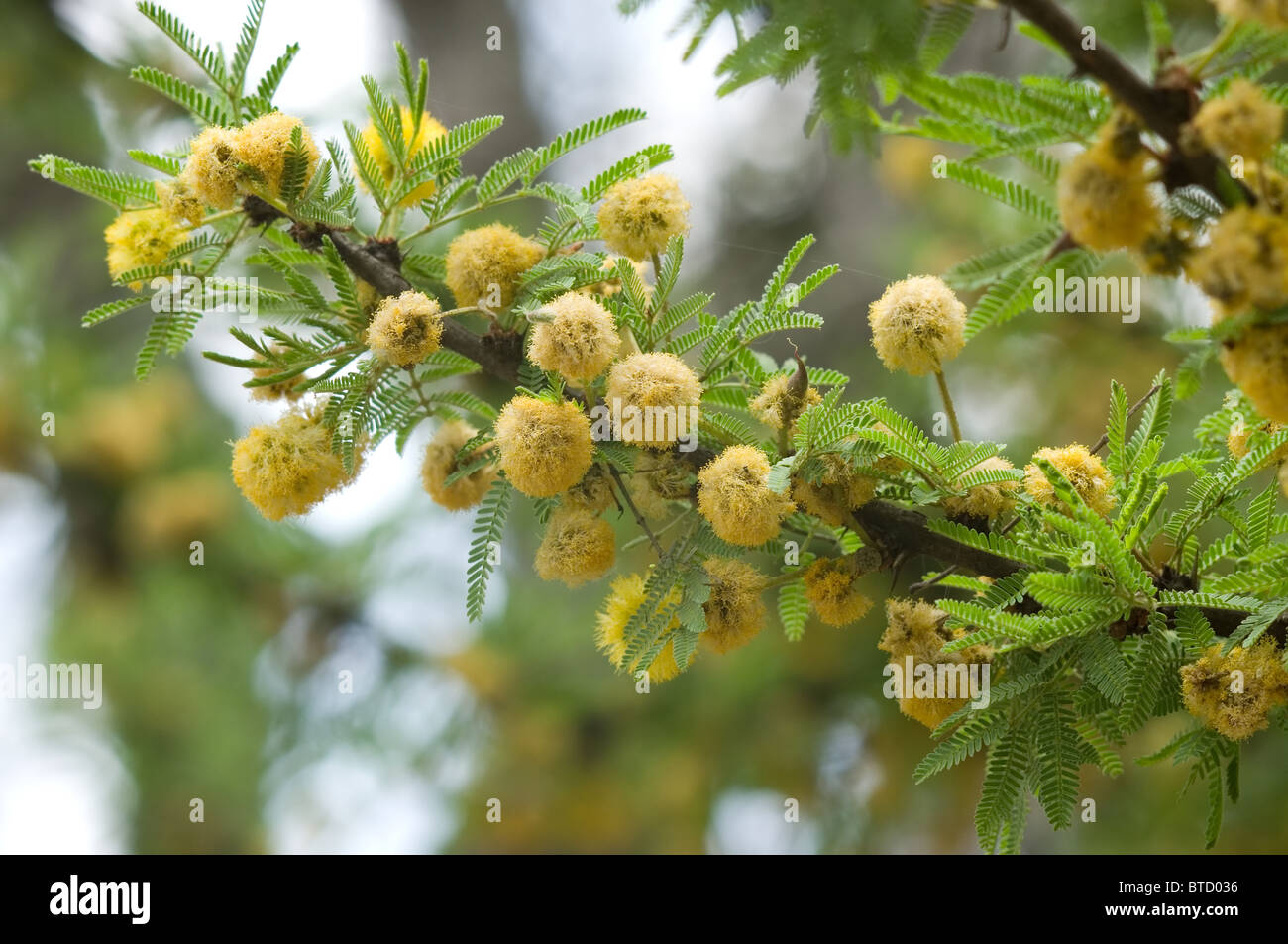 Nadel Busch (Acacia Farnesiana) Blumen Stockfoto