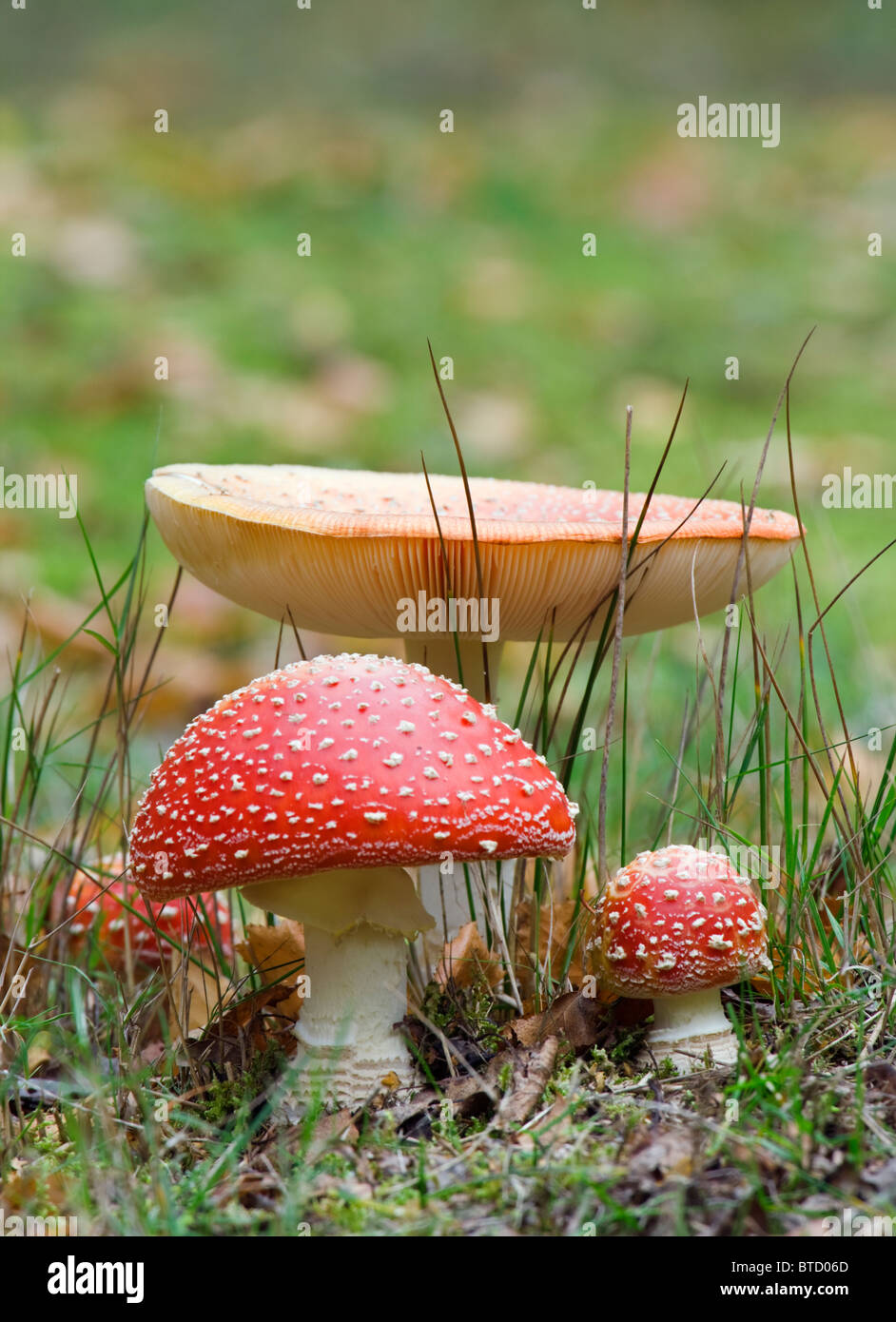 Fliegenpilz, Amanita Muscaria. Giftige Pilze. UK Stockfoto