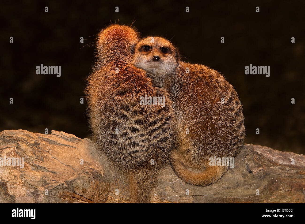 Erdmännchen (Suricata suricatta) Erdmännchen sitzend auf Log Stockfoto Erdmännchen (Suricata suricatta) Erdmännchen sitzend auf Log Stockfoto