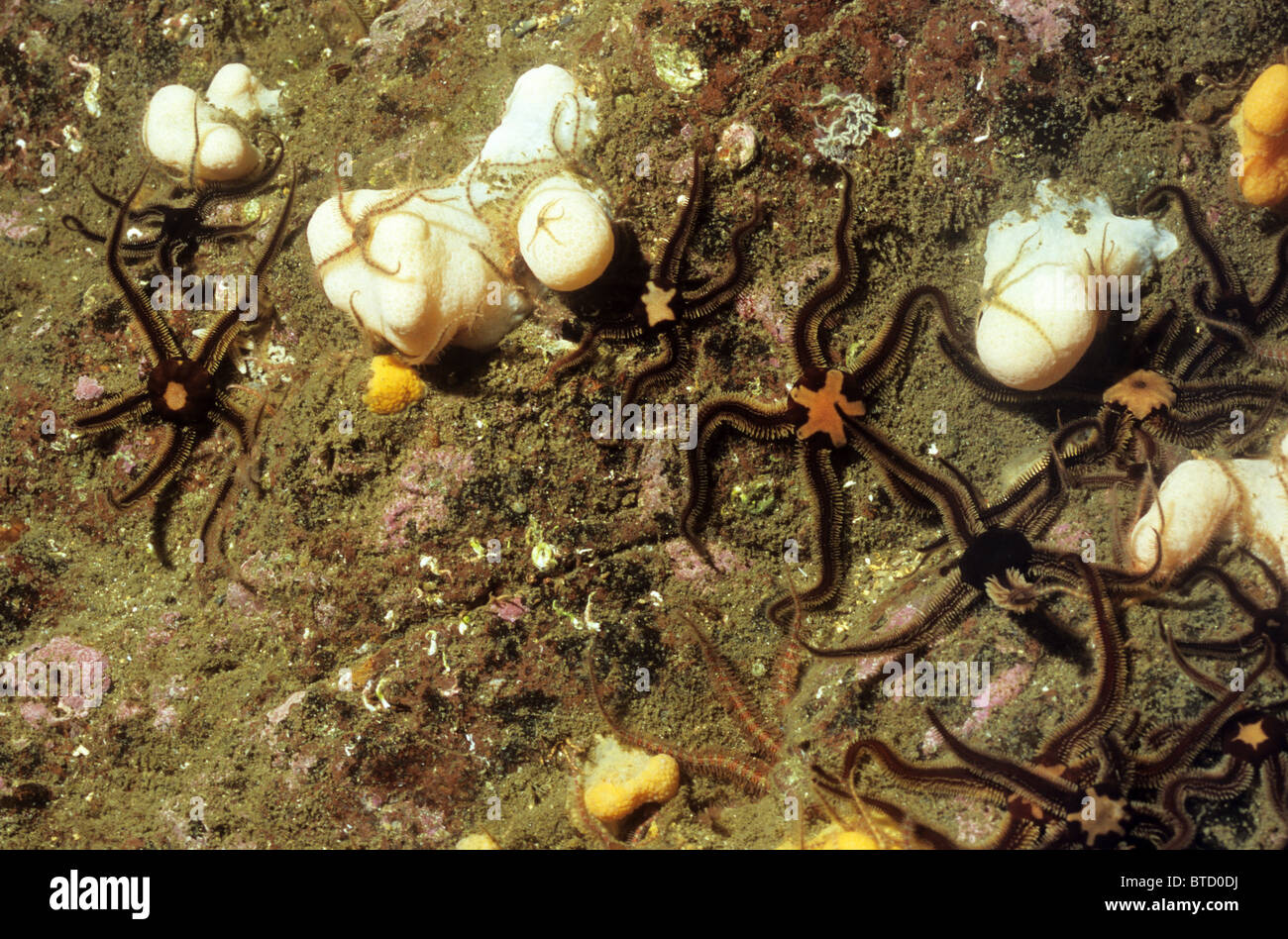 Schwarz Schlangensterne unter einige tote Finger. Unterwasser aus St. Abbs, Schottland. Unterwasser-Fotografie. Scuba diving Stockfoto