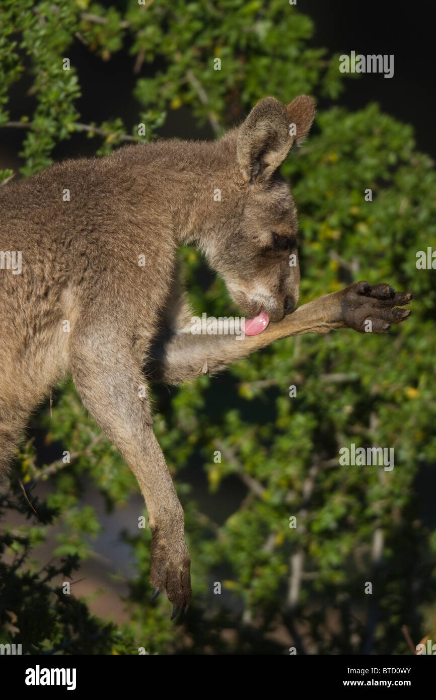 weibliche östlichen graue Känguru (Macropus Giganteus) lecken ihr Unterarm Stockfoto