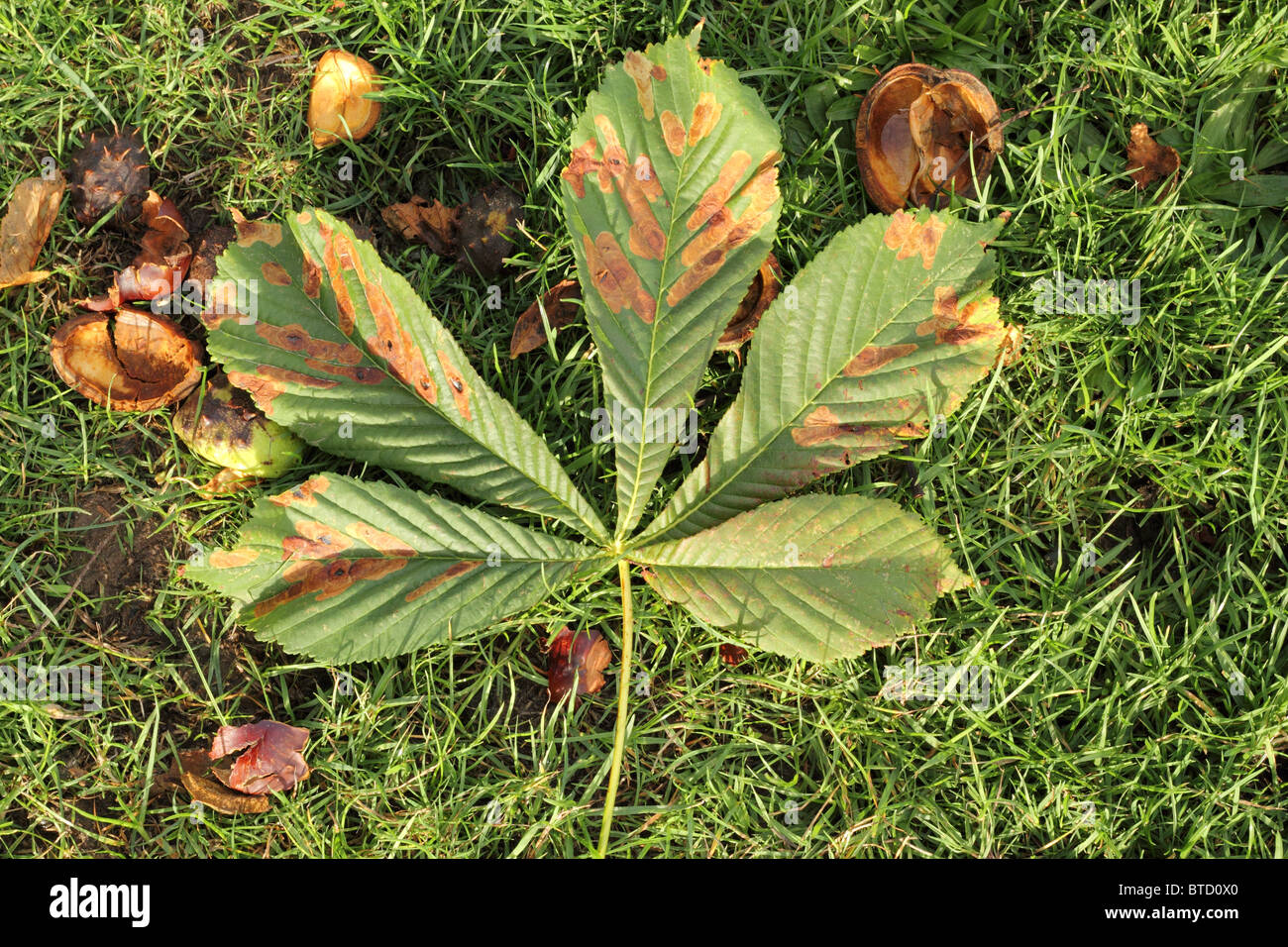 Herbst-Blatt vom Baum neben Conkers auf dem Rasen in der Nähe in die Höhe geschnellt gefallenen Stockfoto