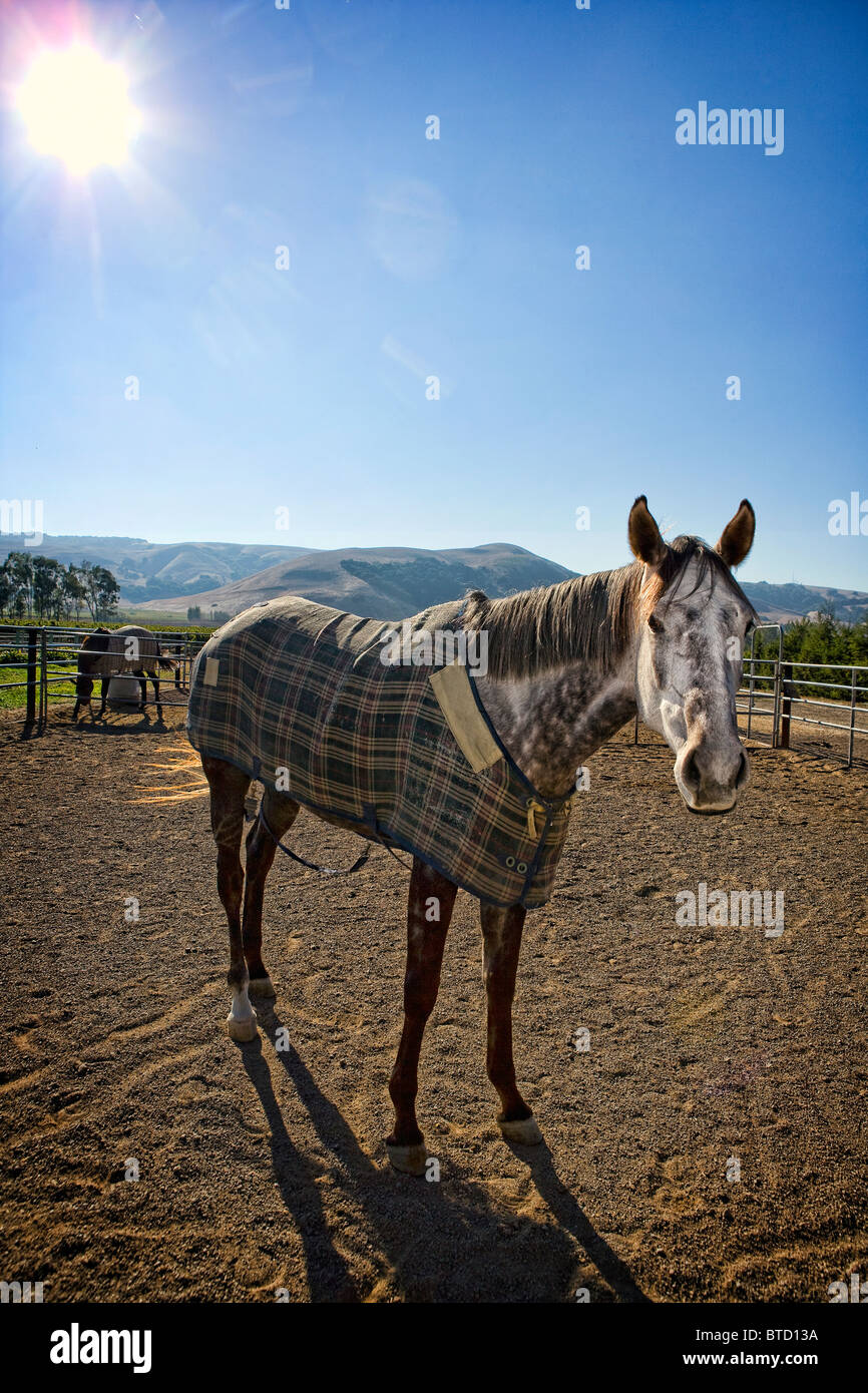 Ein graues Pferd in einem Paddock tragen eine Pferdedecke Stockfoto