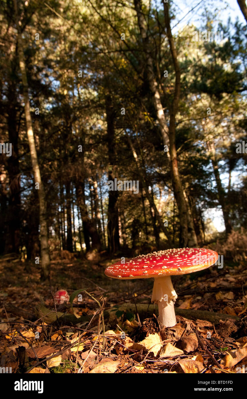 Die Fruchtkörper von Amanita Muscaria oder Fliegenpilz Pilz. Stockfoto