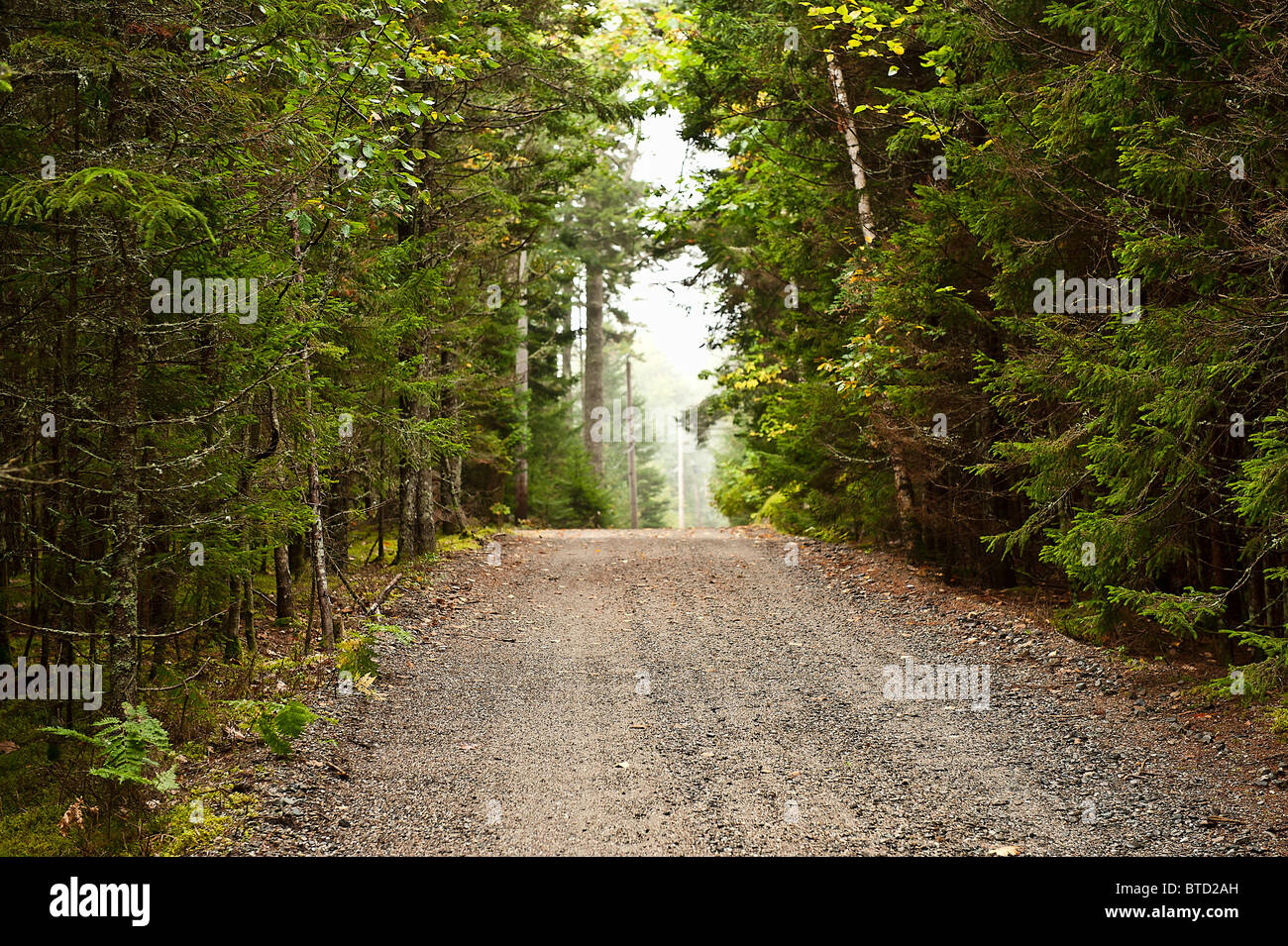 Unbefestigte Straße durch immergrünen Wald, Maine, USA Stockfoto