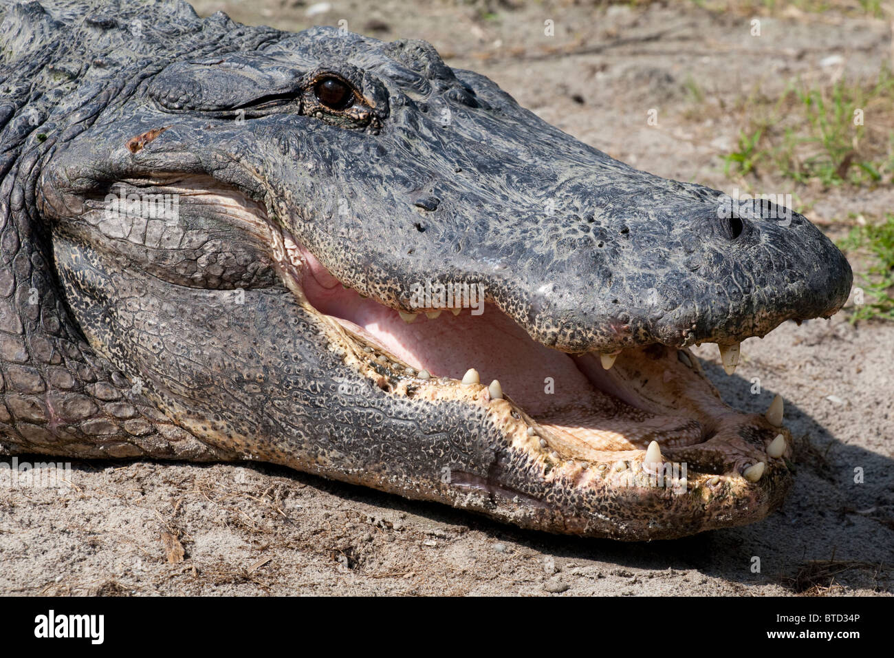 Ein amerikanischer Alligator Rest am Rand Wassers mit einem "Lächeln". Stockfoto