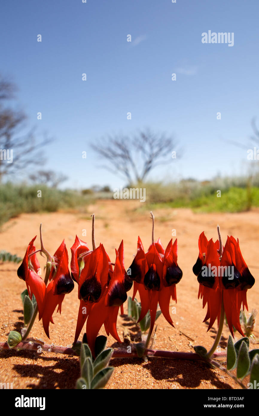 Ein Bild mit der South Australian Blumenemblem wilde Blume, die Sturt Desert Pea im australischen outback Stockfoto