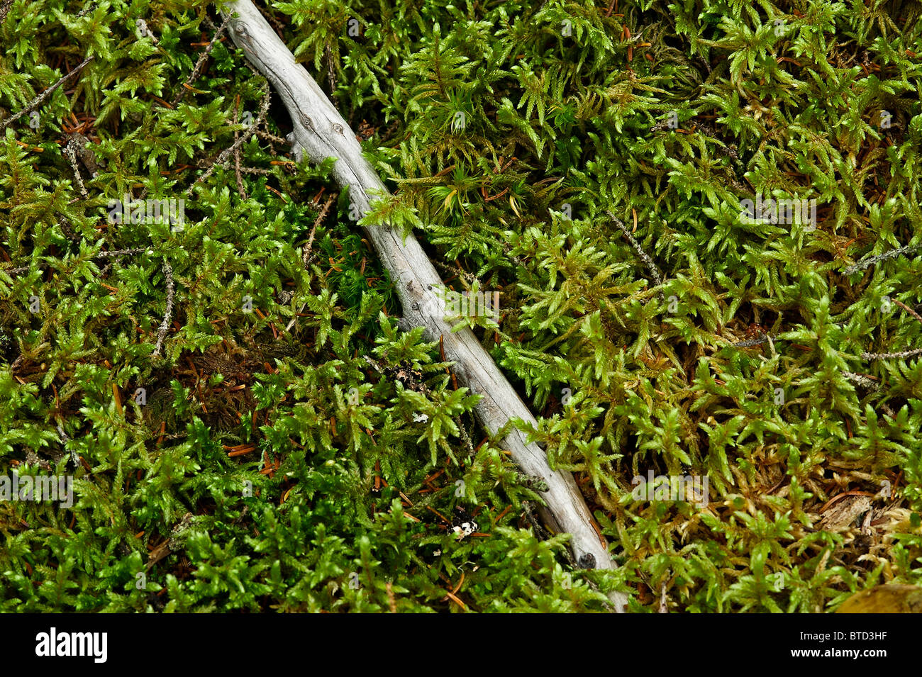 Moos wächst auf einem Wald Boden, Maine, USA Stockfoto