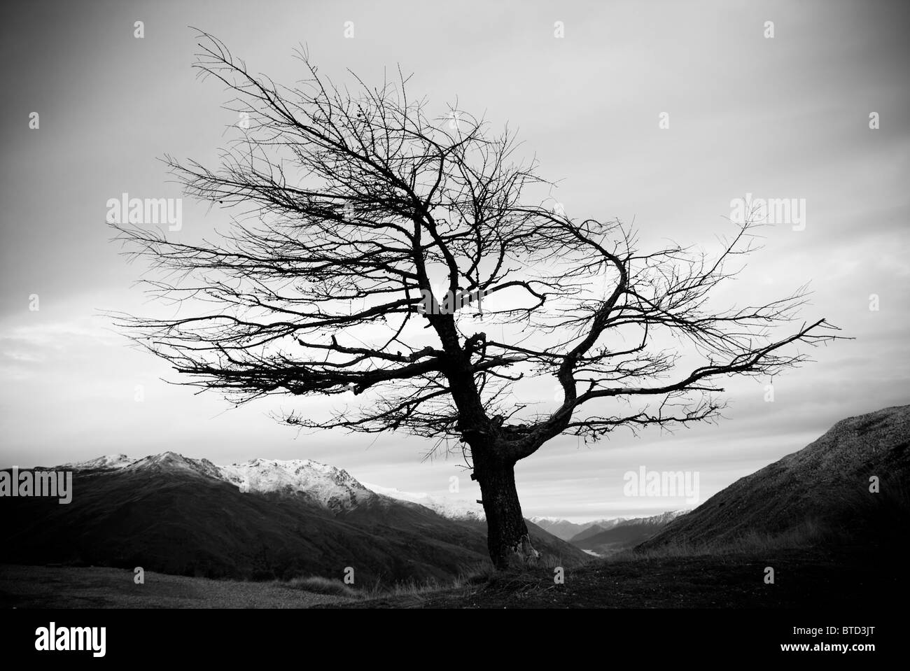 Ein Verwitterter Baum steht ohne Blätter auf einem Bergrücken Stockfoto