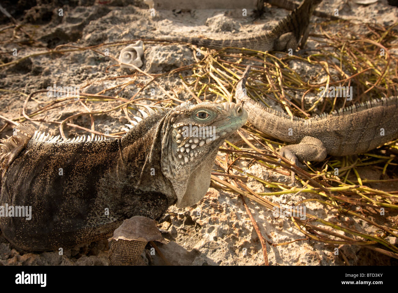 Reptilien der Insel Cayo Largo Stockfoto