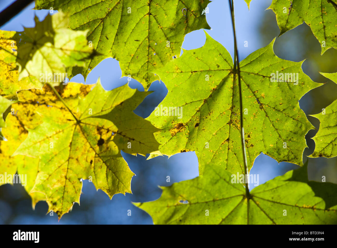Detailansicht der sonnenbeschienenen Ahorn Blätter mit dem blauen Himmel in den blauen Himmel in einem Friedhof, Schwabing, München, Deutschland Stockfoto