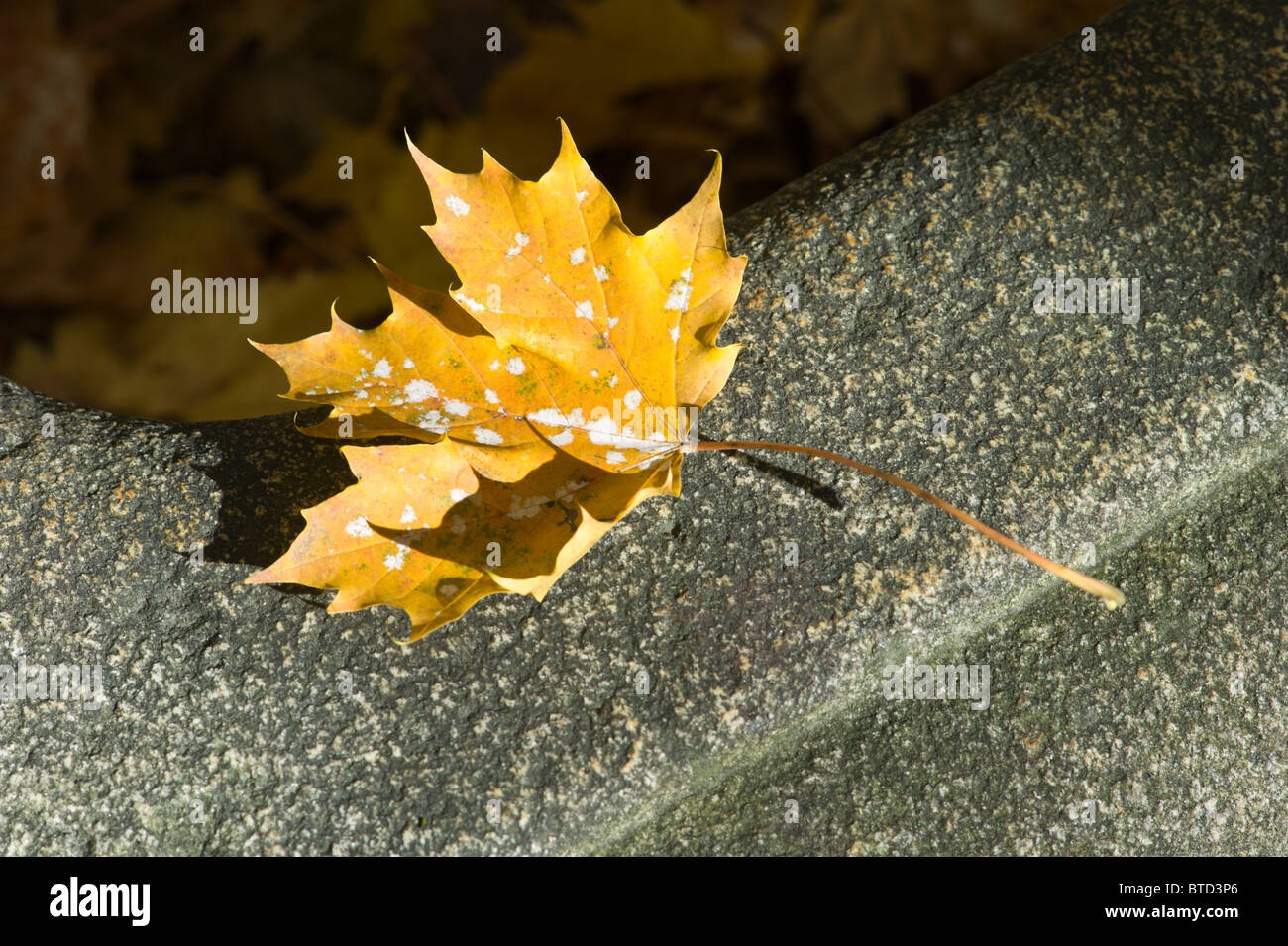 Braune Ahorn-Blätter am Rand des einen leeren Brunnen in einem Friedhof, Schwabing, München, Deutschland Stockfoto