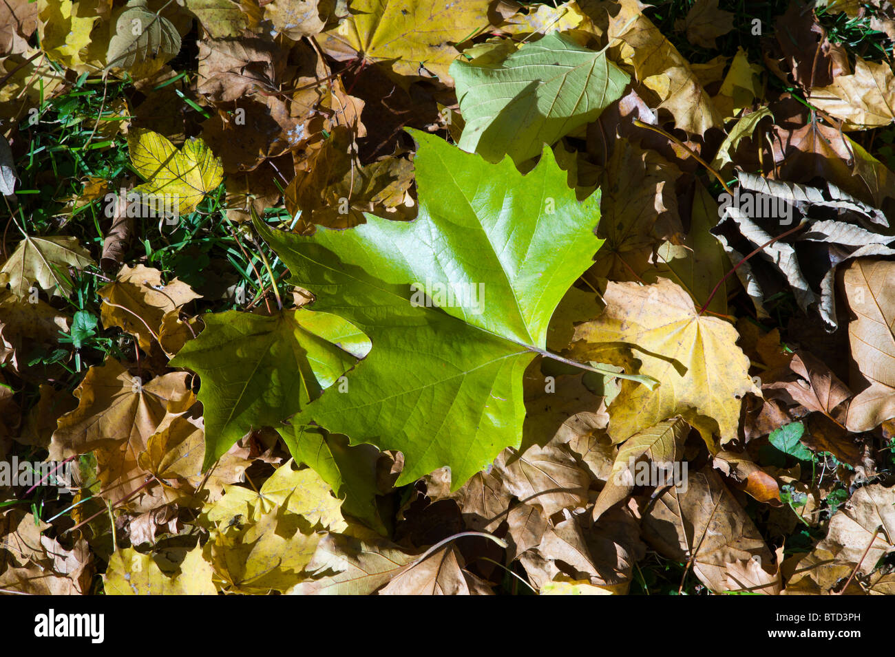 Grüne Ahornblätter auf unter braune Blätter auf dem Boden von einem Friedhof in Schwabing, München Stockfoto