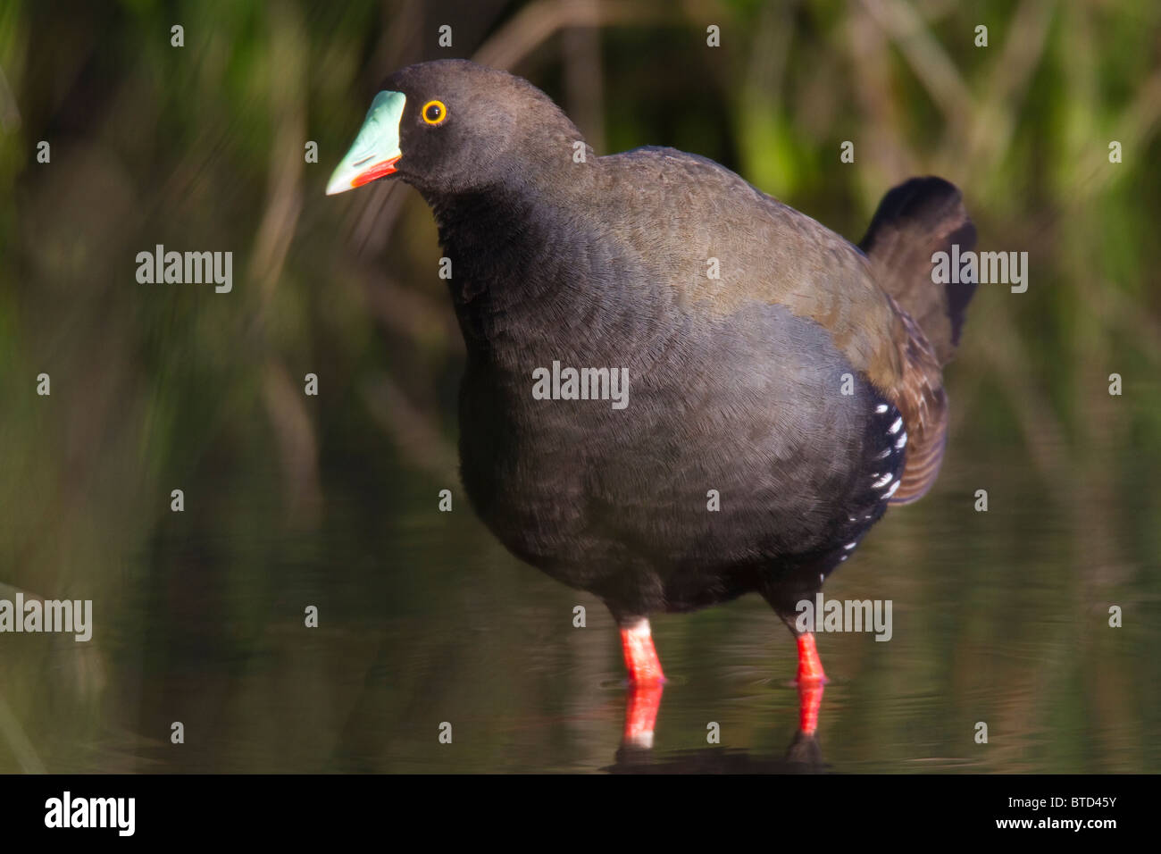 Schwarz-angebundene Native-Hen (Gallinula Ventralis) Stockfoto