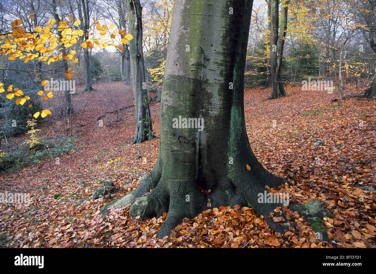 Herbstlaub im Epping Forest, Greater London, England Stockfoto