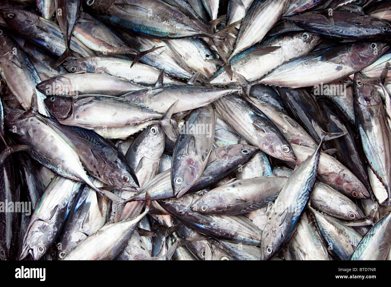 Thunfisch auf Fischerboot, Insel Gan, Laamu Atoll, Malediven Stockfoto